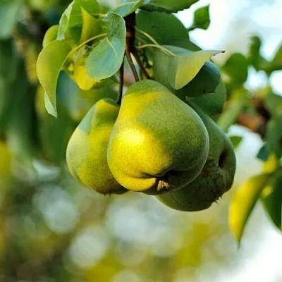 Груша СТОЛИЧНАЯ колонновидная  Груша СТОЛИЧНАЯ колонновидная в Грозном