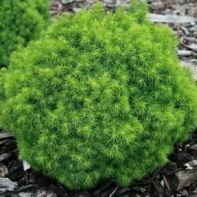 Ель АЛЬБЕРТА ГЛОБ сизая  Ель АЛЬБЕРТА ГЛОБ сизая в Грозном