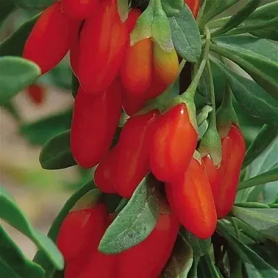 Годжи ВЯЧЕСЛАВ  Годжи ВЯЧЕСЛАВ в Грозном