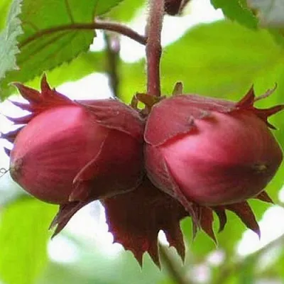 Фундук АЙВЕНГО  Фундук АЙВЕНГО в Грозном