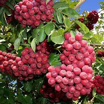 Рябина ГРАНАТНАЯ сладкоплодная  Рябина ГРАНАТНАЯ сладкоплодная в Грозном