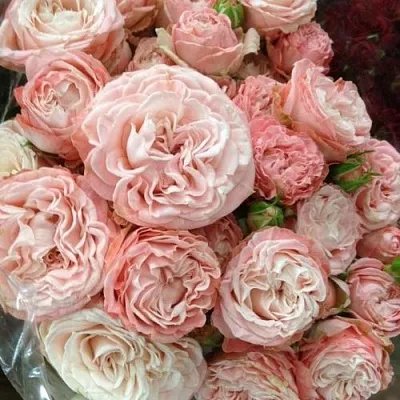 Саженцы роз МАДАМ БОМБАСТИК спрей  Саженцы роз МАДАМ БОМБАСТИК спрей в Грозном