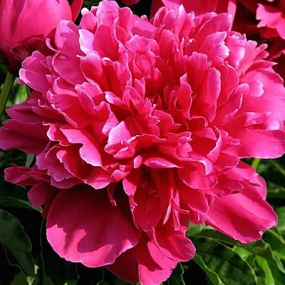 Пион ВИКТУАР ДЕ ЛА МАРН травянистый  Пион ВИКТУАР ДЕ ЛА МАРН травянистый в Грозном