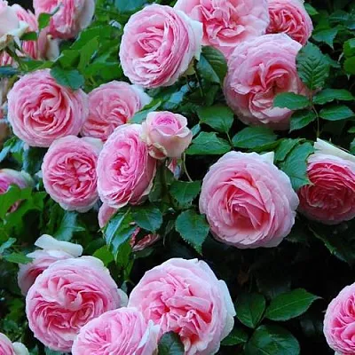 Саженцы роз ПЬЕР ДЕ РОНСАР плетистая  Саженцы роз ПЬЕР ДЕ РОНСАР плетистая в Грозном