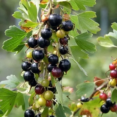 Смородина золотистая ПЛОТНОМЯСАЯ  Смородина золотистая ПЛОТНОМЯСАЯ в Грозном