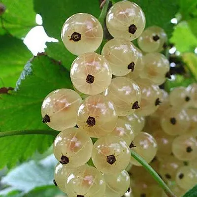 Смородина белая ЮТЕРБОРГСКАЯ  Смородина белая ЮТЕРБОРГСКАЯ в Грозном