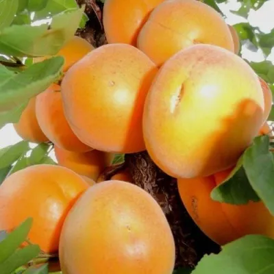 Абрикос ДЕСЕРТНЫЙ — описание сорта Абрикос ДЕСЕРТНЫЙ в Грозном