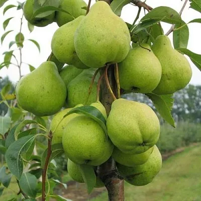 Груша ДЕКОР колонновидная  Груша ДЕКОР колонновидная в Грозном