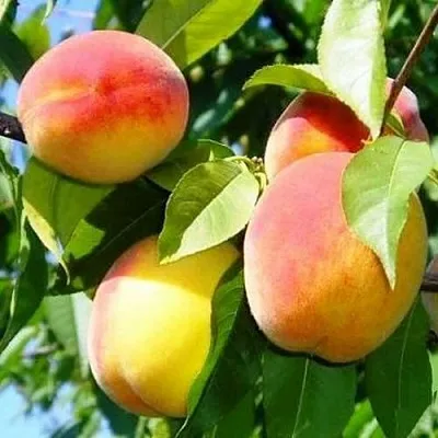 Персик ПАМЯТЬ ЛОЙКО  Персик ПАМЯТЬ ЛОЙКО в Грозном