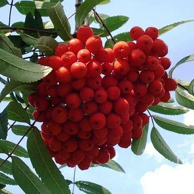 Рябина САХАРНАЯ ПЕТРОВА сладкоплодная  Рябина САХАРНАЯ ПЕТРОВА сладкоплодная в Грозном