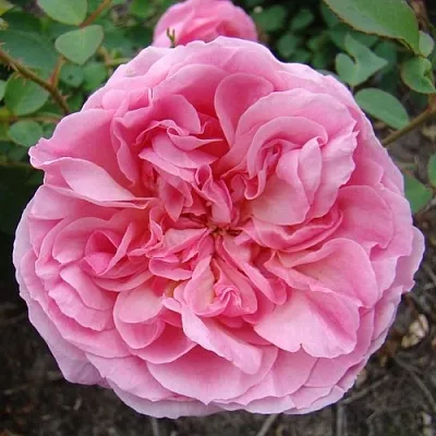 Саженцы роз ХАЙДИ ХОЛЛ английская  Саженцы роз ХАЙДИ ХОЛЛ английская в Грозном