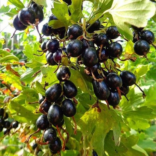 Смородина золотистая ОВАЛЬНАЯ в Грозном