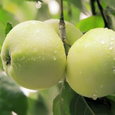 Саженцы яблони оптом в Грозном