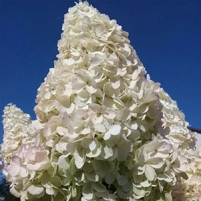 Белая в Грозном