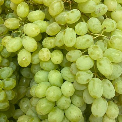 Зеленый в Грозном