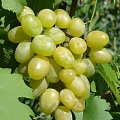 Виноград в Грозном