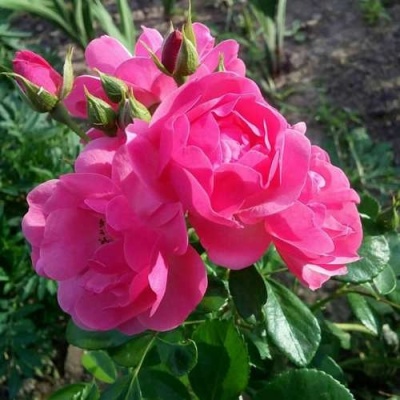 Роза АНГЕЛА флорибунда в Грозном