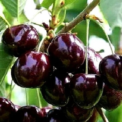 Черешня ДОНЕЦКИЙ УГОЛЁК в Грозном