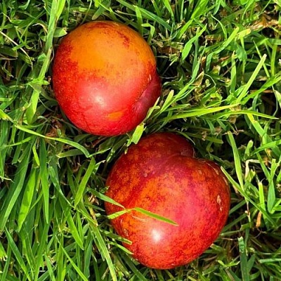 Шарафуга НЕКТАРИННАЯ в Грозном