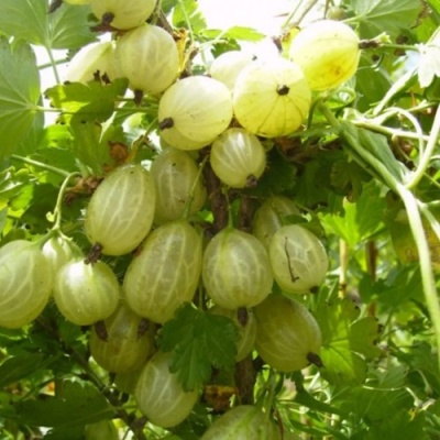 Крыжовник ИНВИКТА в Грозном
