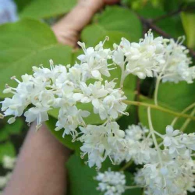 Сирень АМУРСКАЯ в Грозном