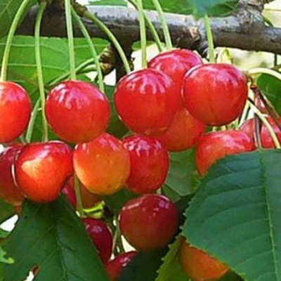 Черешня ДОНЧАНКА в Грозном