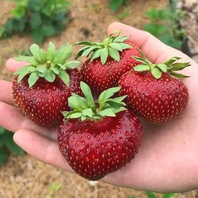 Клубника МАЛЬВИНА в Грозном