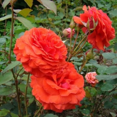 Роза АНЖЕЛИКА чайно-гибридная  в Грозном