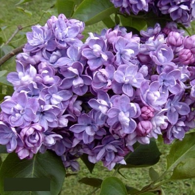 Сирень АМИ ШОТТ в Грозном