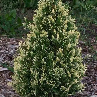 Туя БРАБАНТ ВАРИЕГАТТА западная в Грозном