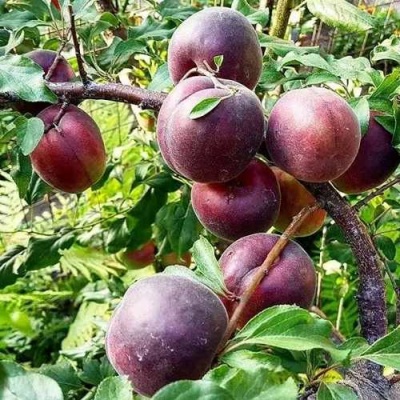 Абрикос ЧЕРНЫЙ БАРХАТ в Грозном
