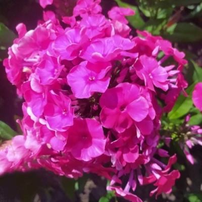 Флокс БАМБИНИ ДИЗАЙР метельчатый в Грозном