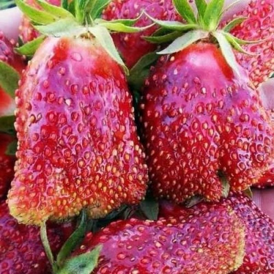 Клубника КУПЧИХА в Грозном