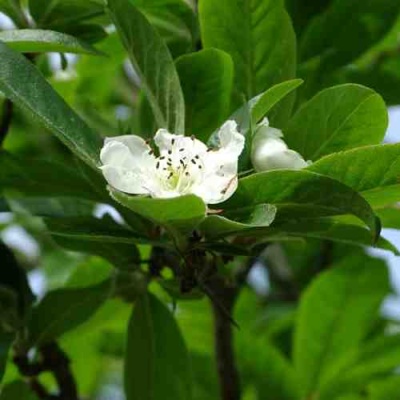 МУШМУЛА  в Грозном