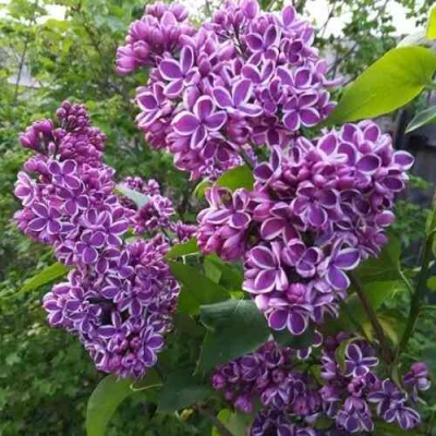 Сирень СЕНСАЦИЯ в Грозном