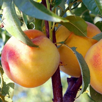 Персики в Грозном