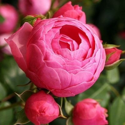 Роза ПОМПОНЕЛЛА флорибунда в Грозном
