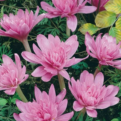 Безвременник УОТЕРЛИЛИ осенний в Грозном