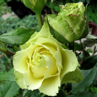 Роза ЛИМБО (ДОЛЛАР) чайно-гибридная  в Грозном