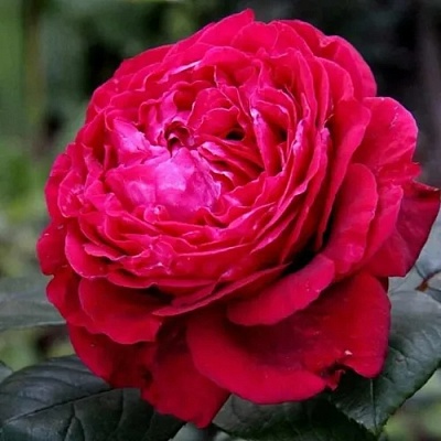 Роза 4 ВЕТРОВ флорибунда  в Грозном