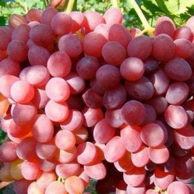 Виноград КИШМИШ КРАСНЫЙ в Грозном