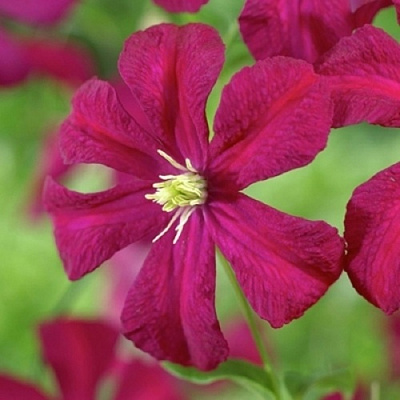 Клематис МАДАМ ДЖУЛИЯ КОРРЕВОН в Грозном