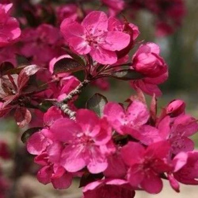 Яблоня РЕД КЕТТИ в Грозном