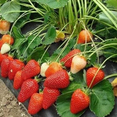 Клубника РОКСАНА в Грозном