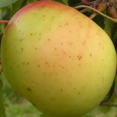Яблоня БАНАНОВОЕ в Грозном