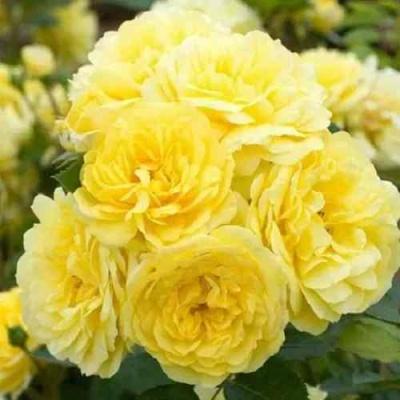 Роза АНИ ДЮПРЕЙ флорибунда в Грозном