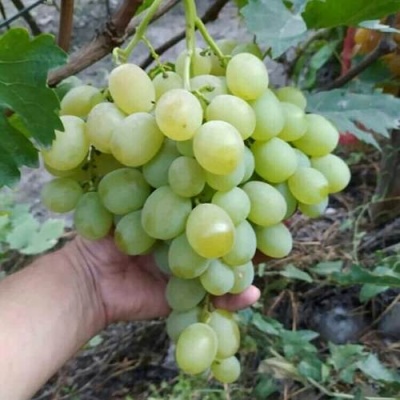 Виноград ВАНЮША в Грозном