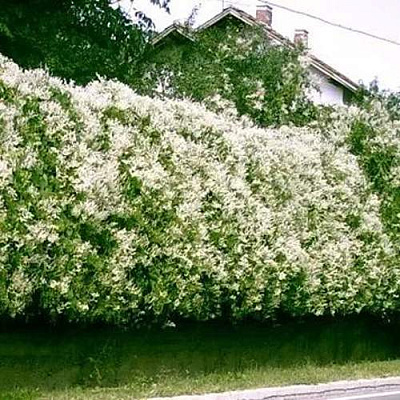 Фаллопия в Грозном