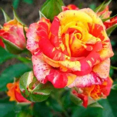 Роза ФАЙЕР ФЛЕШ спрей в Грозном