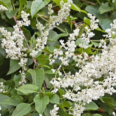 Фаллопия АУБЕРТА в Грозном